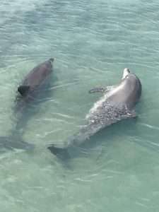 Dolphins at Monkey Mia Camper Trailer Hire Destinations