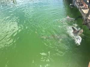 Shark Feeding Camper Trailer Hire Destinations